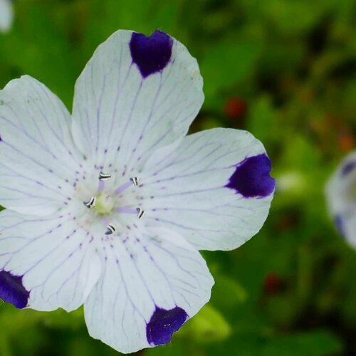 Немофила пятнистая (лат. Nemophila maculata) семена 35шт + подарочек