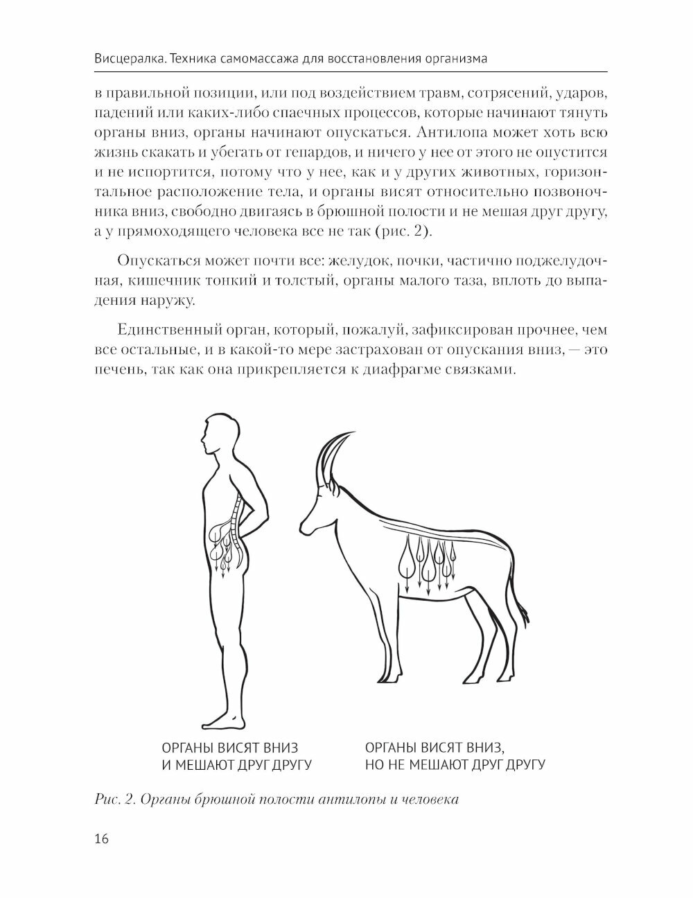 Висцералка. Техника самомассажа для восстановления организма. Самая полезная книга про живот - фото №11