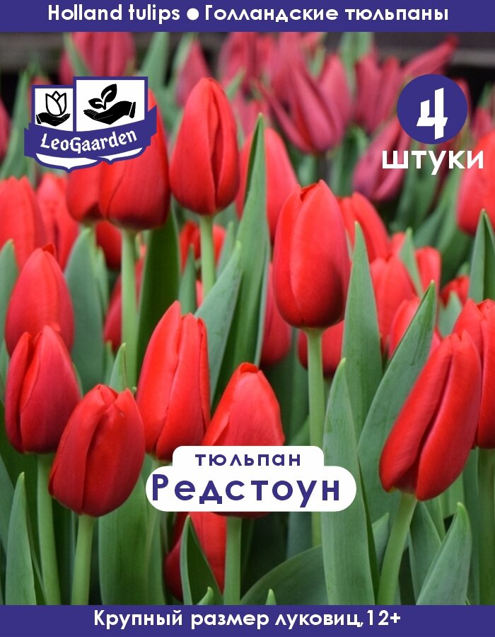 Тюльпан Луковица цветов Редстоун 4 шт разбор 11/12 (LeoGaarden)