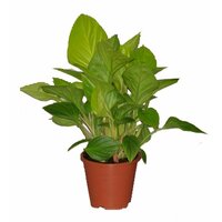Гомаломена (Хомаломена) - Homalomena rubescens Sunshine D12 H30