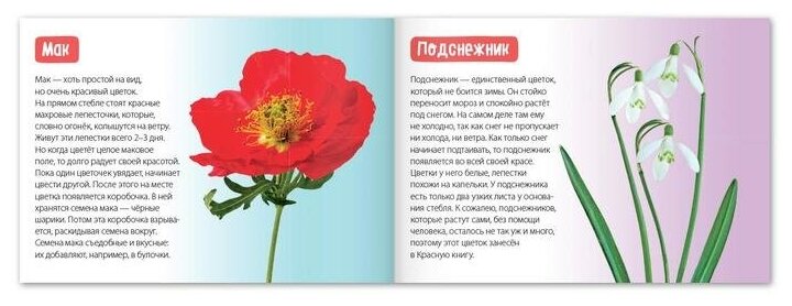 Обучающая книга Цветы - фото №3