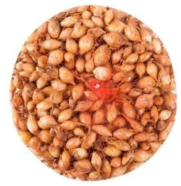 Семена лук-севок Стурон, 2 кг - фотография № 1