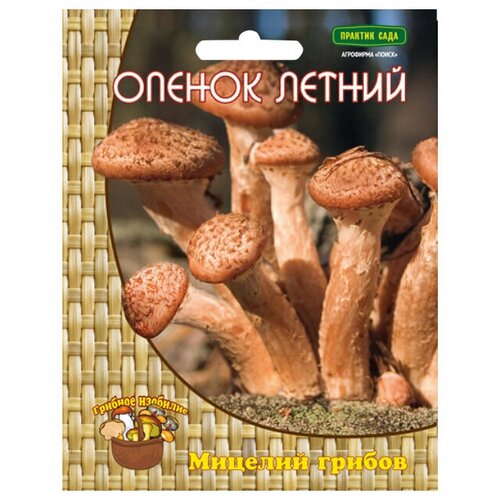 Мицелий грибов Опенок летний 12 др. п. мицелий грибов шиитаке 12 др п