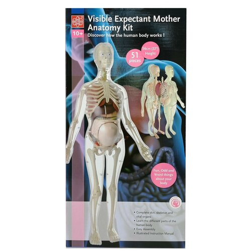 Анатомический набор EDU-TOYS (органы, скелет 56см, беременная жен.) MK064 edu toys анатомический набор глаз