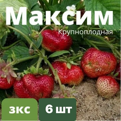 Клубника Крупноплодная "Максим" 6 штук саженцев