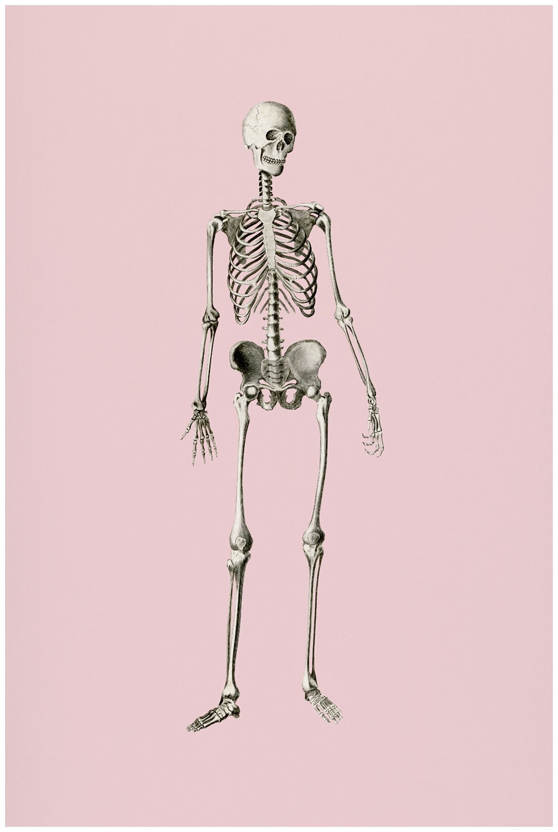 Постер / Плакат / Картина на холсте Скелет человека