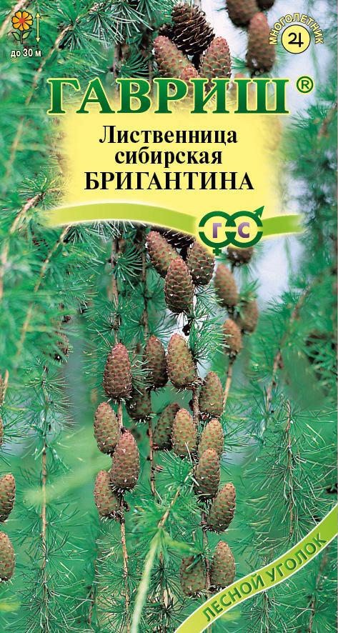 фото Семена Гавриш Лиственница Бригантина сибирская 0.2г