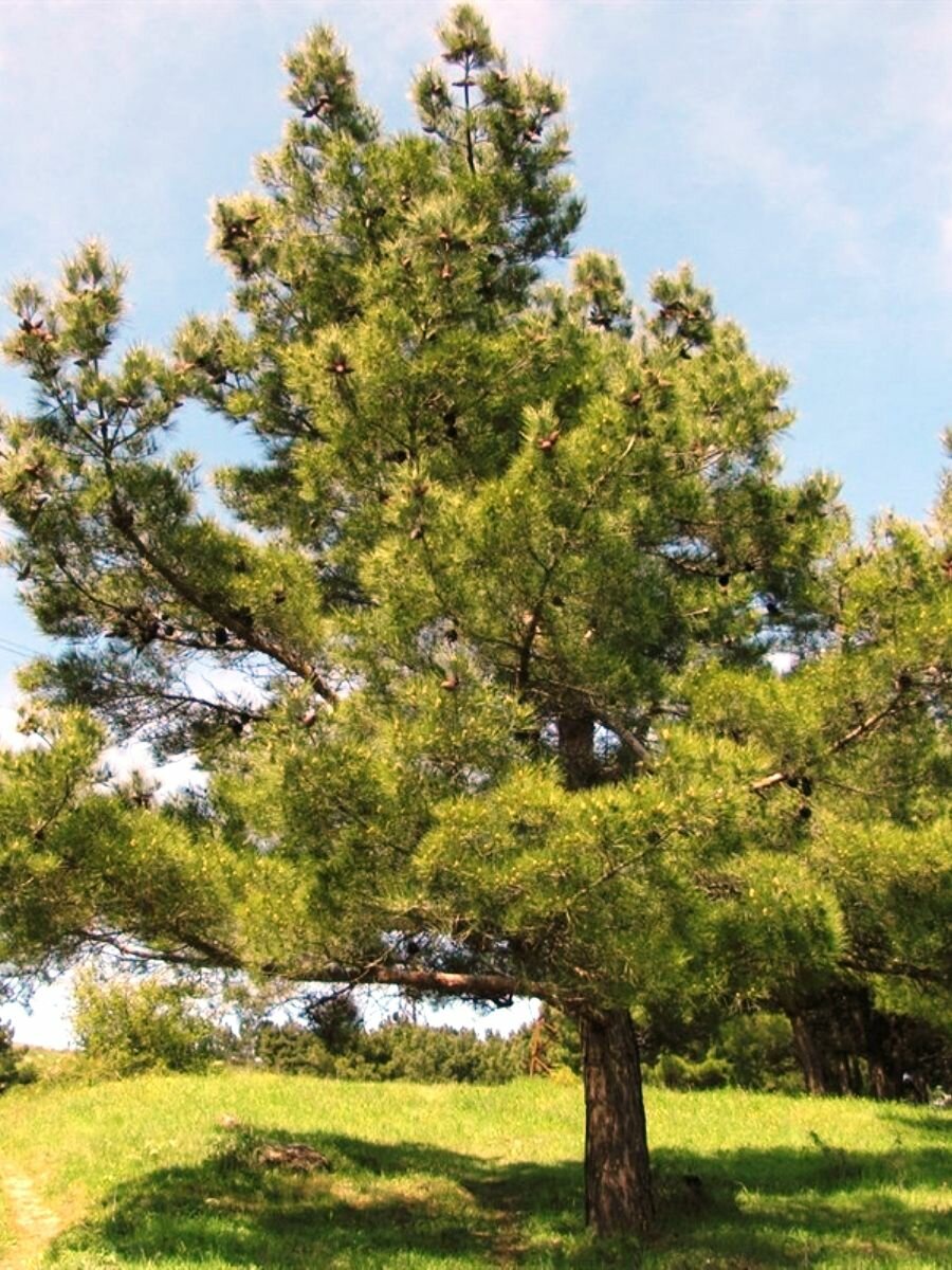 Семена Сосна эльдарская (Pinus eldarica), 10 штук