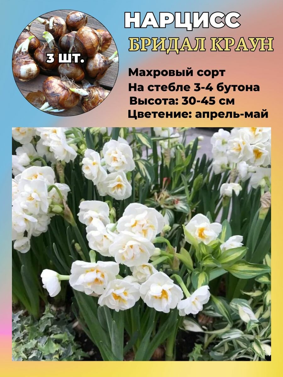 Нарцисс махровый луковицы 3 штуки