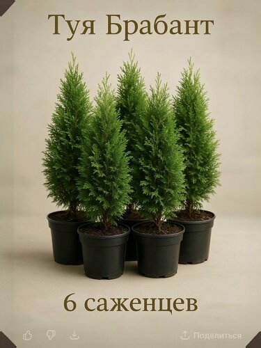 Изображение товара Саженец туи брабант, для живой изгороди, в контейнере, высота 35 см, 6 шт