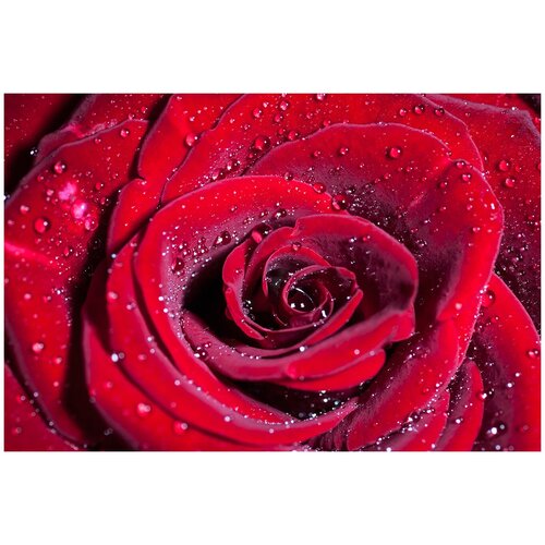 Фотообои Уютная стена Красная роза с каплями воды 410х270 см Виниловые Бесшовные (единым полотном)