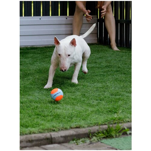 Игрушка для собак Japan Premium Pet в виде прыгучего мячика, с функцией игры, размер М, 1 шт.