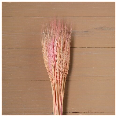 Сухой колос пшеницы набор 50 шт цвет розовый В упаковке 1 1051₽