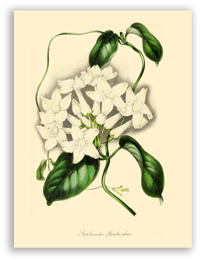 Гравюра Постер на бумаге / Stephanotis Floribunda