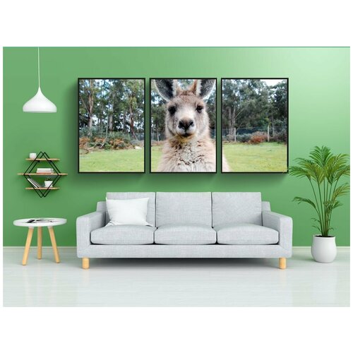 фото Набор модулных постеров для интерьера "кенгуру, валлаби, австралия" 60x90 см. в тубусе, без рамки lotsprints