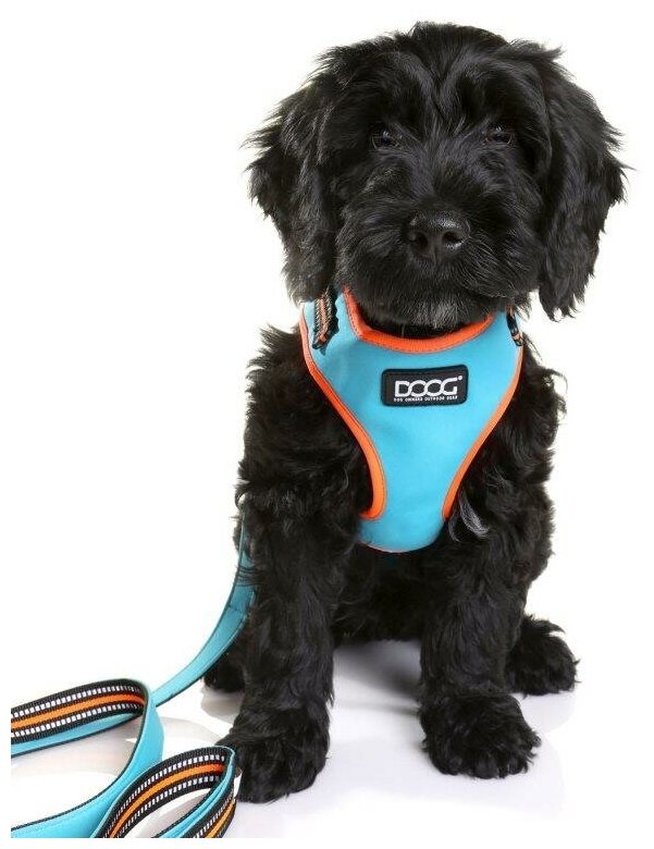 Шлейка DOOG Neoflex Soft Harness, обхват шеи 26-31 см, голубой/оранжевый, S - фотография № 3