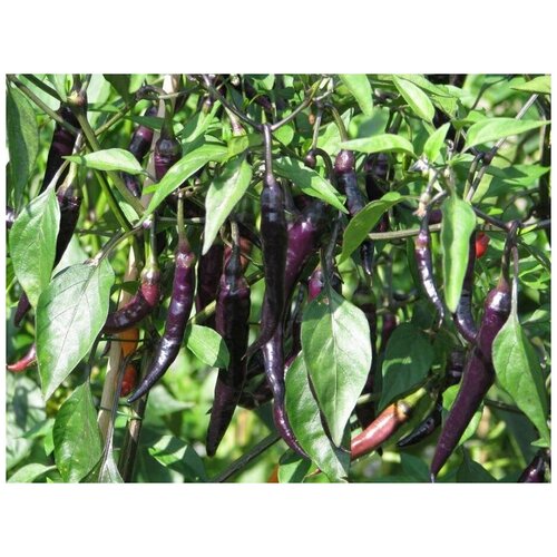 Перец острый Фиолетовый Кайенский (лат. Cayenne Purple) семена 5шт + подарочек