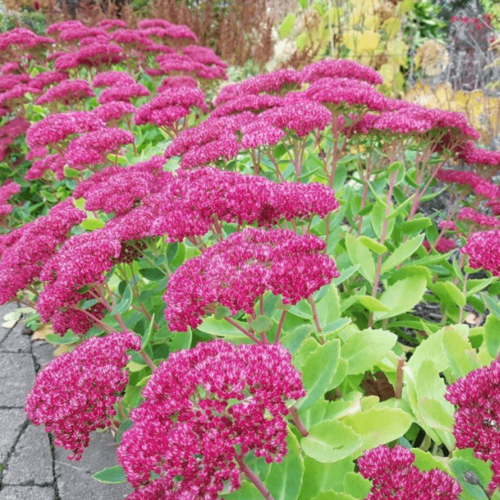 Седум видный Карл 1 корневище в горшке р9 Szkolka roslin AM Польша 1232₽