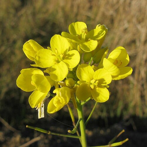 Рапс галант - Рапс масличный (лат. Brassica napus) семена 150шт + подарочек семена орешка рапс галант 10000 шт