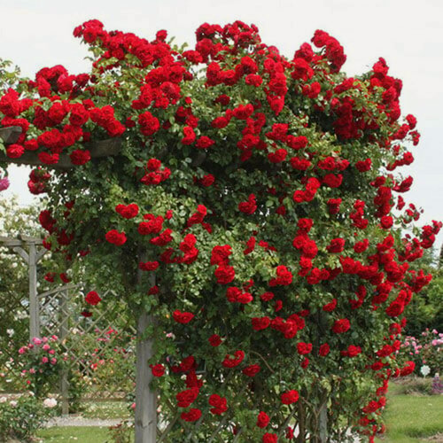 Изображение товара Роза плетистая Амадеус (Amadeus), 1 шт, розы, ароматный сорт