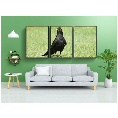 фото Набор модулных постеров для интерьера "черный дрозд, дрозд мерула, правда" 60x90 см. в тубусе, без рамки lotsprints