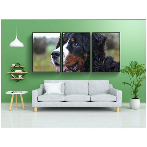 фото Набор модулных постеров для интерьера "собака, бернский зенненхунд, большая собака" 60x90 см. в тубусе, без рамки lotsprints