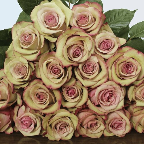 Роза чайно-гибридная Винтаж (Vintage) - купить в Украине