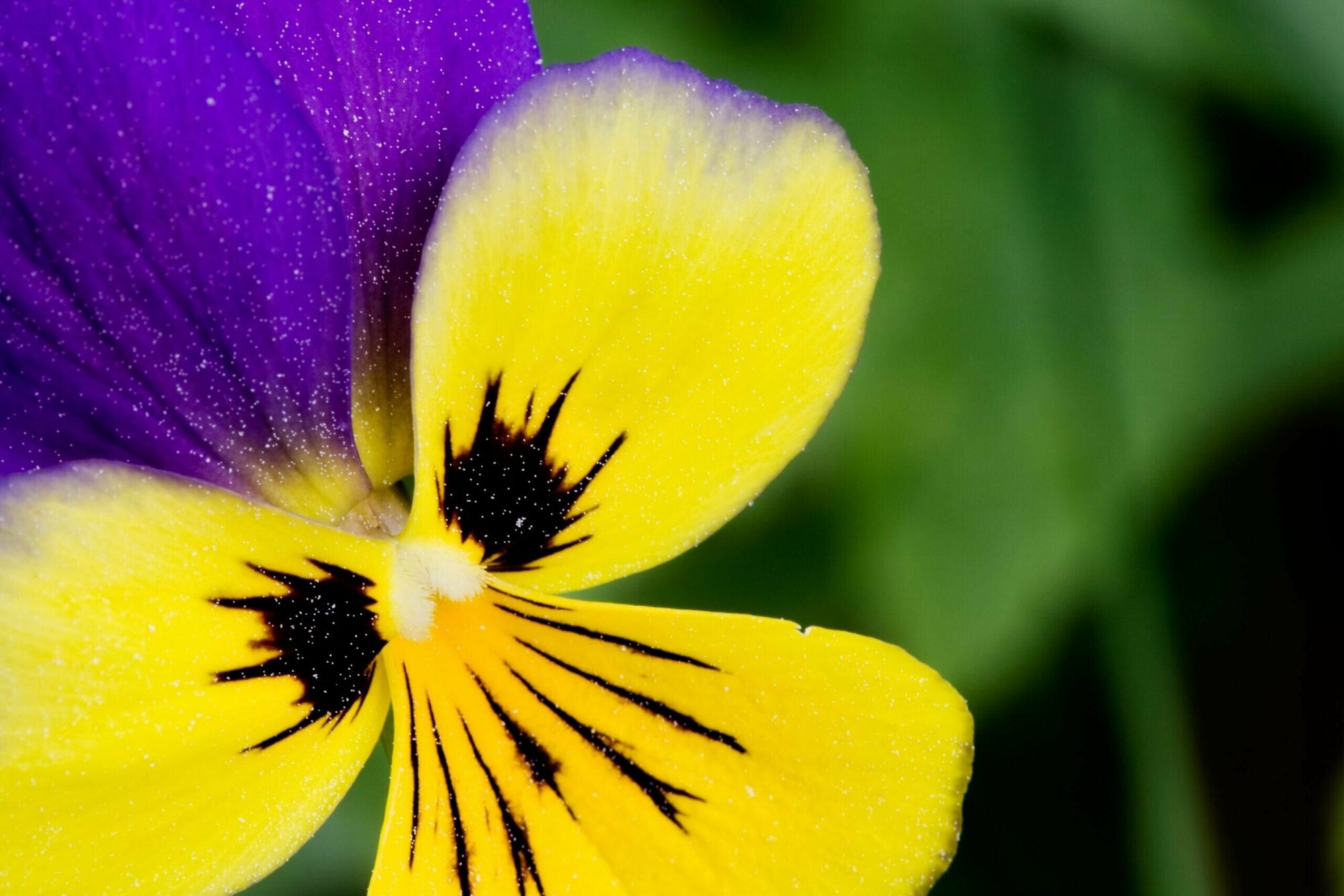 Фиалка трёхцветная (лат. Viola tricolor) семена 100шт + подарочек