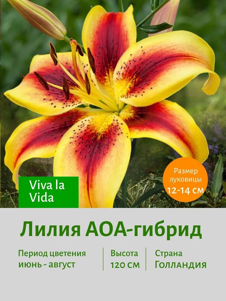 Лилия АОА-гибрид Вива ла Вида (Viva la Vida) луковицы 5 шт 12/14 сотка