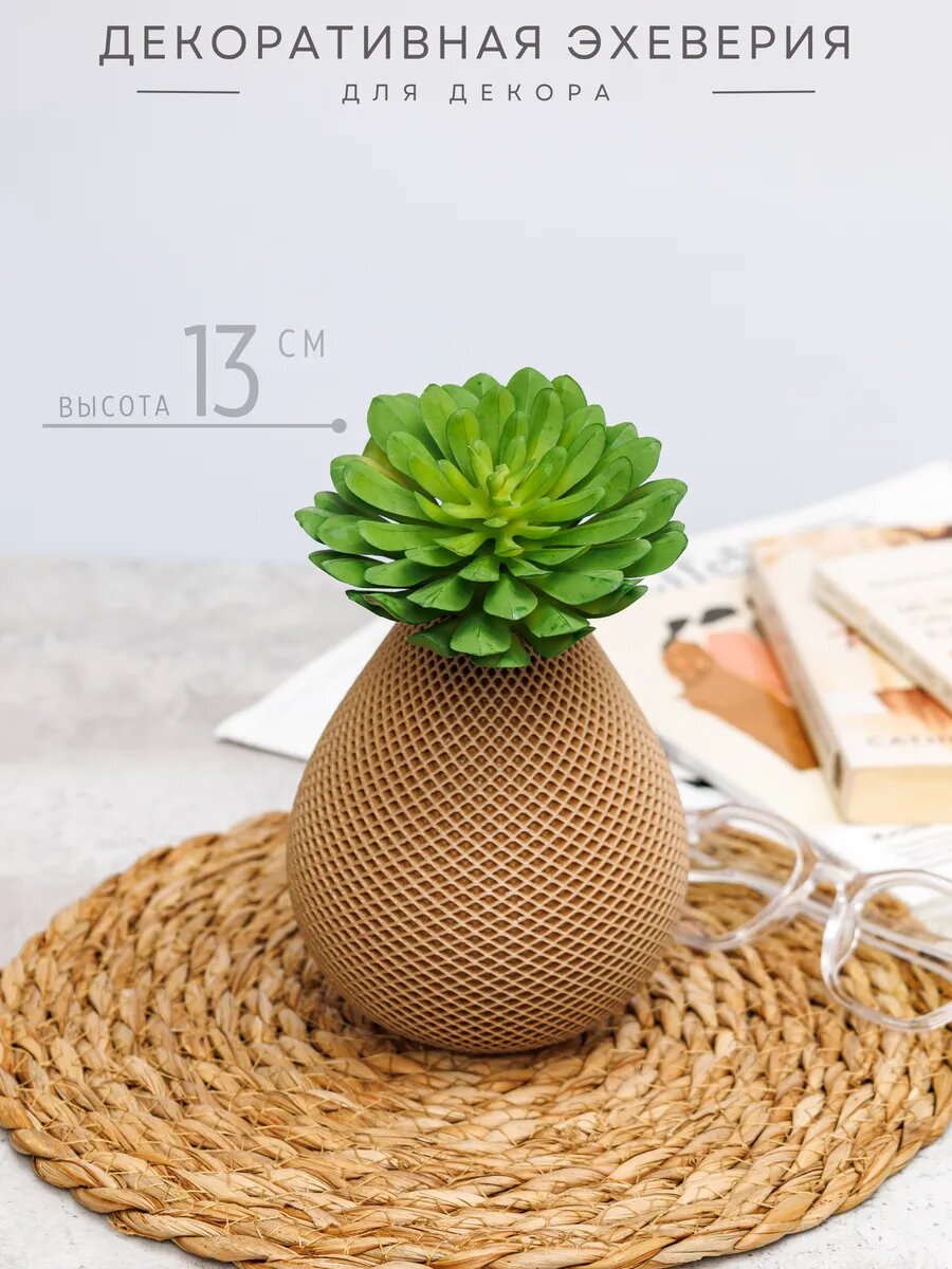 Суккулент декоративное растение 