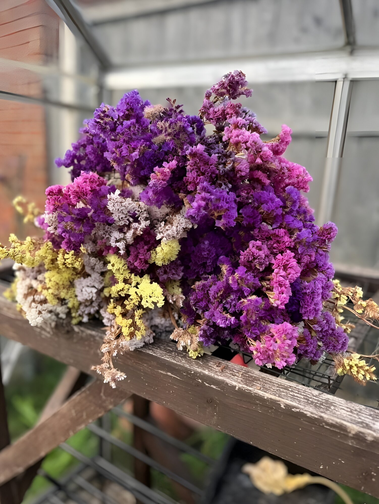 Лимониум статица яркая смесь окрасов Pastel mix семена отборные 150 шт.