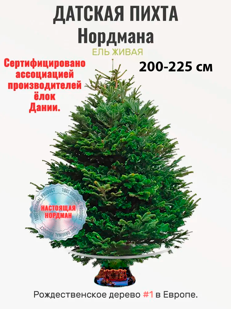 Елка новогодняя живая Пихта Нордмана Премиум 225 см