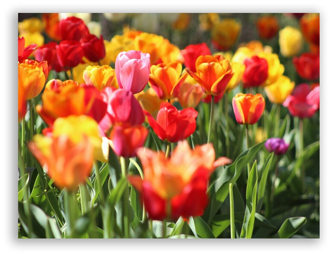 Гравюра Постер на бумаге / Tulips / Тюльпаны