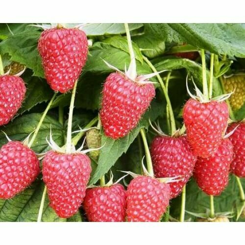 Малина ремонтантная Недосягаемая 1099₽