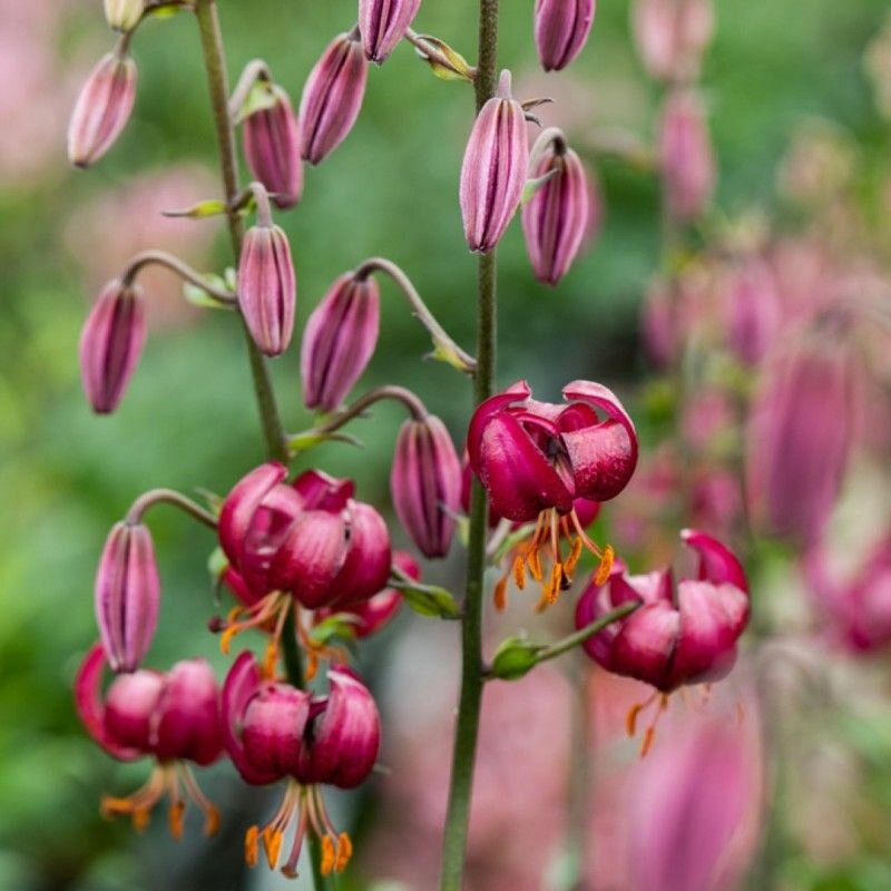 Саранка (лат. Lilium martagon) семена 5шт + подарочек