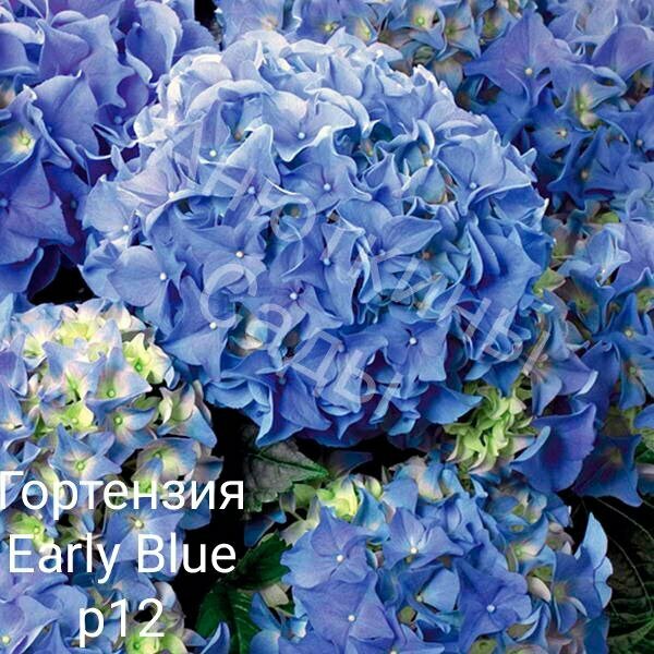 Early Blue крупнолистная гортензия ( горшок р12 4+ ветки )