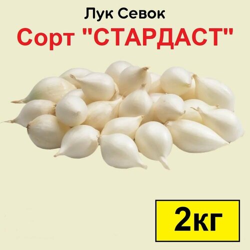 Лук севок Стардаст 2 кг. Урожай 2023