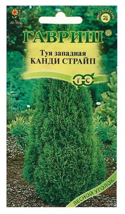 Семена Туя западная "Канди Страйп", 0,05 г