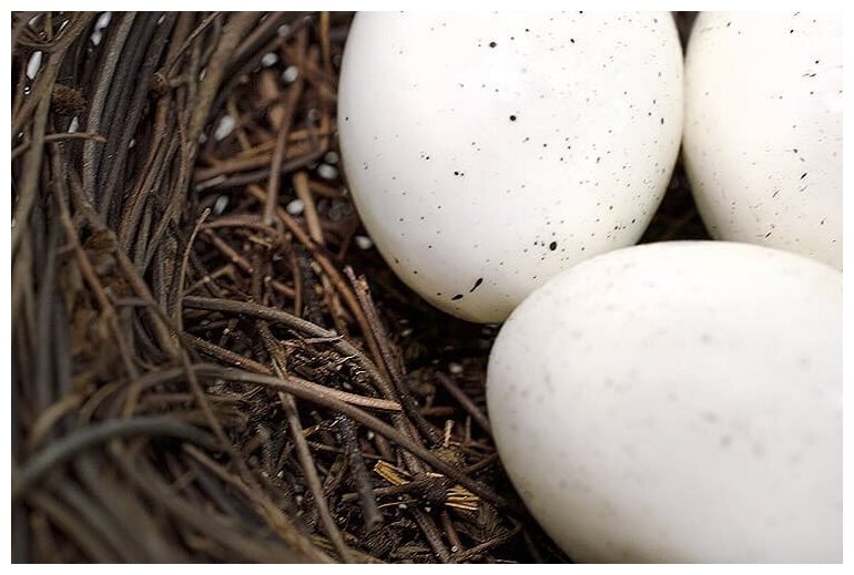 Сувенир пасхальный "Гнездо декоративное с яйцами" / Гнездо декоративное / 2 шт. / диаметр 100-110 мм , высота 35 мм (натуральный) - фотография № 2
