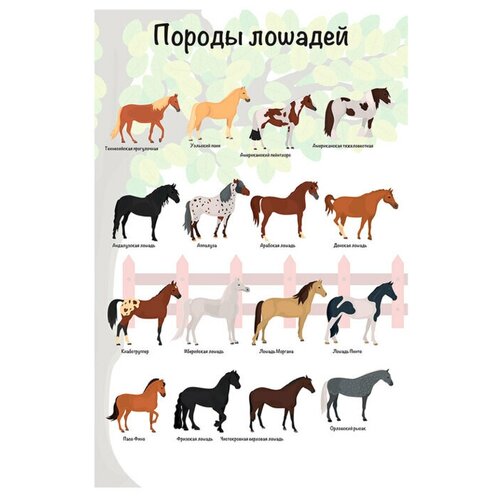 Плакат Квинг Породы лошадей — развивающий плакат 457×610 мм ≈ (А2)