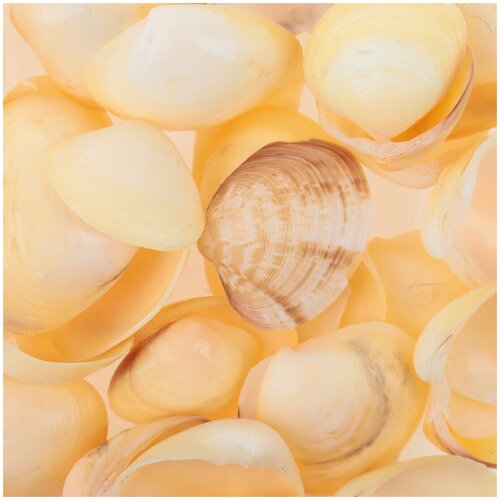фото Набор ракушек, 1,5 - 3,5 см, 100 г пижон aqua