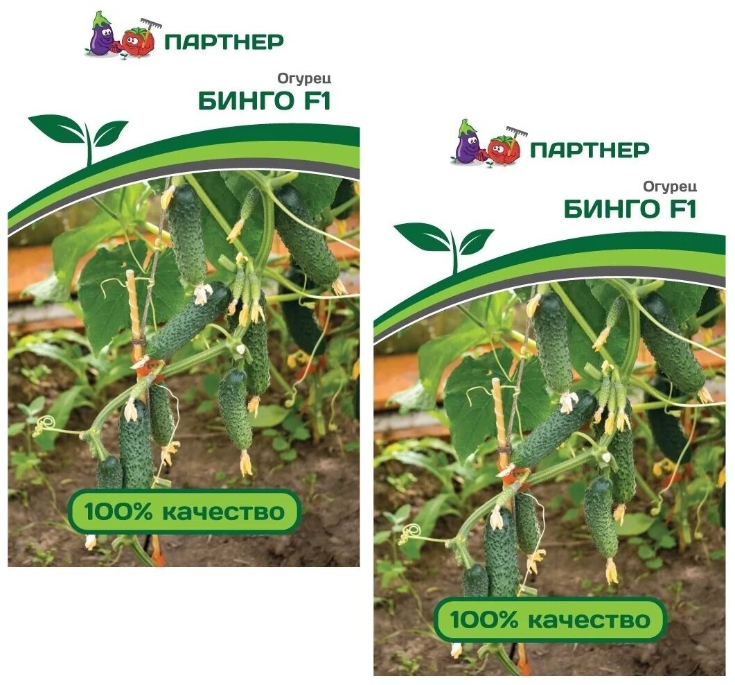 Семена Огурец Бинго F1 /Агрофирма Партнер/ 2 упаковки по 5 семян