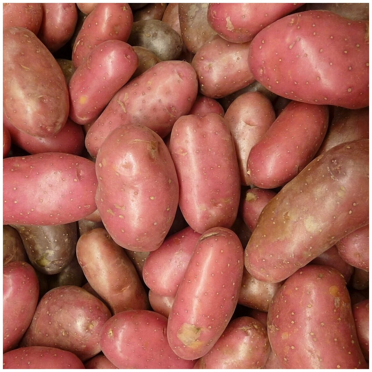 Картофель "Розара", 2 кг в сетке. Посадочно-огородный семенной селекционный картофель очень высокого качества, подходит для хранения на зиму - фотография № 4