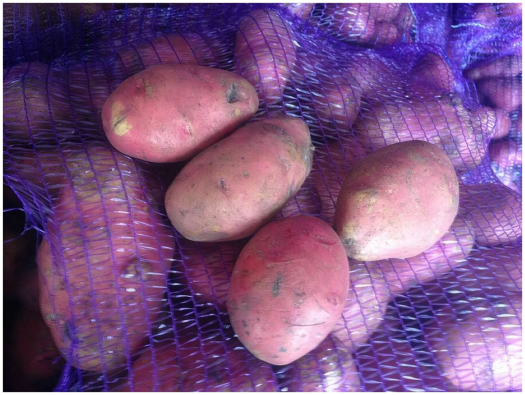 Картофель сорта "Розара" 2 кг в сетке, семенного посадочного типа, обладает отличными вкусовыми качествами, неприхотлив в уходе - фотография № 2