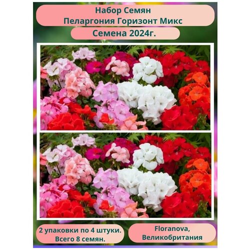 Пеларгония Горизонт Микс 2 упаковки по 4 штуки Floranova Великобритания 420₽