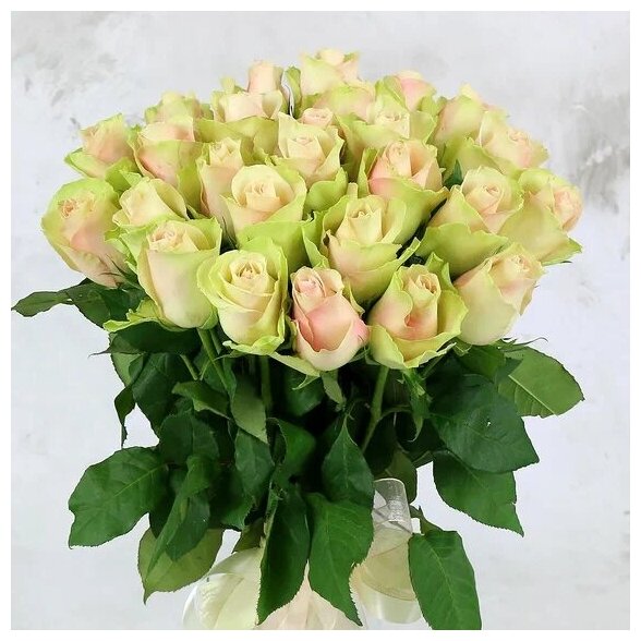 Букет живых цветов из 21 зелено-розовой розы с лентой 40см
