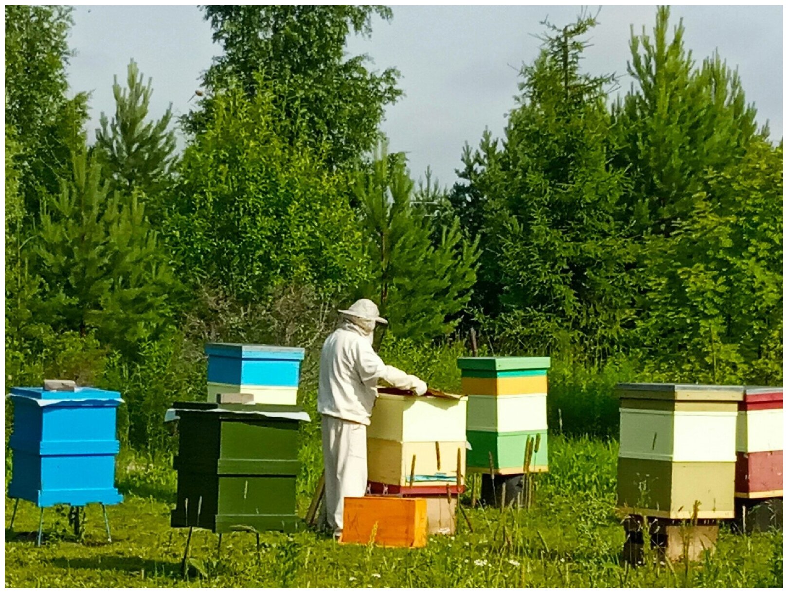 Мёд Удмуртский Лесной, урожай 2021 года 1.5 кг - фотография № 5