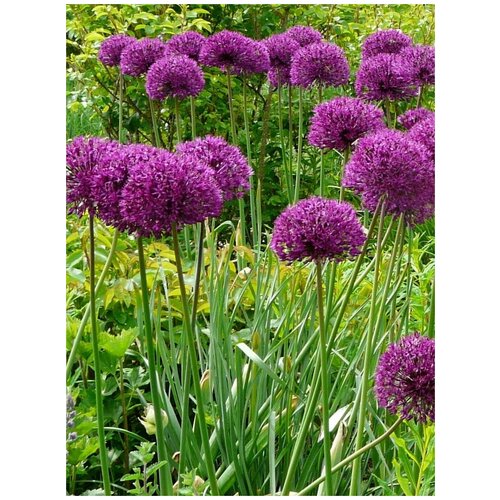 Семена Лук декоративный Аллиум фиолетовый (Allium purple), 30 штук
