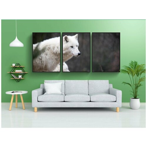 фото Набор модулных постеров для интерьера "белый волк, волк, природа" 60x90 см. в тубусе, без рамки lotsprints