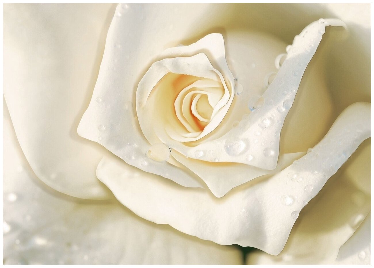 Бутон белой розы капли - Виниловые фотообои, (211х150 см)